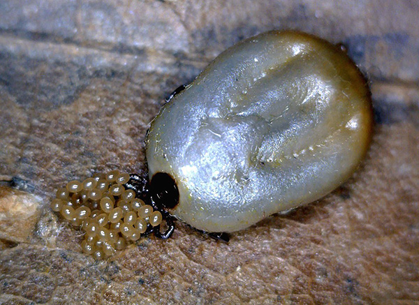 Voici à quoi ressemble le processus de pose...