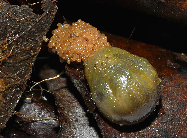 Jusqu'à 2000 œufs peuvent être présents dans une couvée.