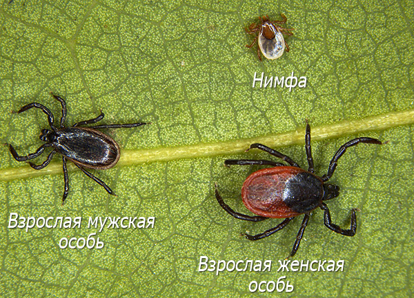 Tique mâle, femelle et nymphe