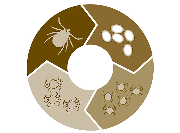 Le cycle de vie du parasite de l'œuf à l'adulte dure en moyenne environ 3 ans.