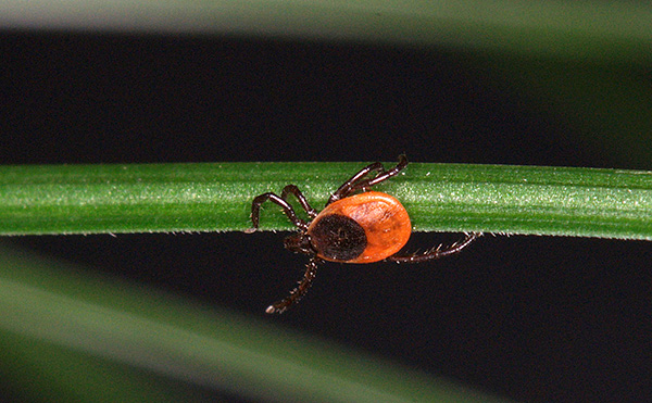 L'habitat de la tique de la taïga est loin de se limiter à la taïga...