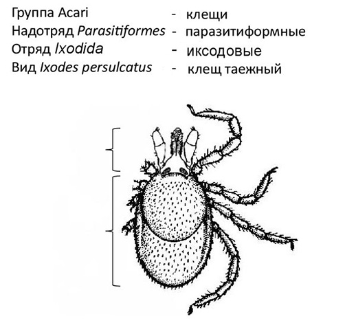 Position systématique d'Ixodes persulcatus.
