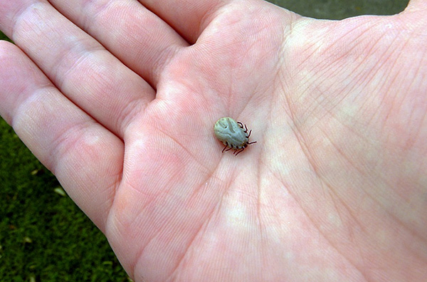 Et voici une tique qui a bu du sang.