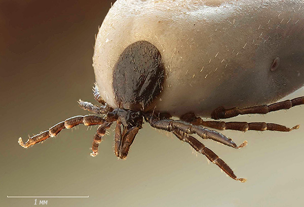L'appareil buccal des tiques ixodides a une structure assez complexe.
