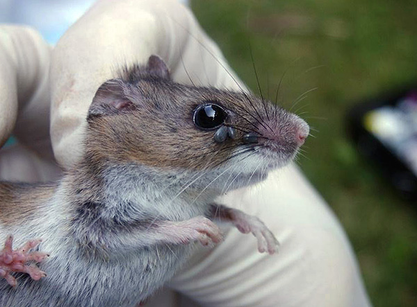 Dans un certain nombre de régions de Russie, les risques que le parasite devienne une borréliose sont particulièrement élevés, car au moins une fois au cours de son cycle de vie, il piquera très probablement un animal infecté.
