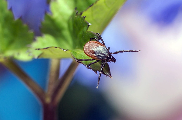 Lorsque vous sortez dans la nature, il est important de ne pas oublier les mesures préventives qui minimiseront le risque de piqûres de tiques.