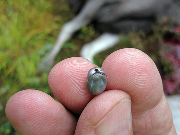 Le parasite nourri avec le sang d'un animal infecté devient porteur du spirochète pour le reste de sa vie.