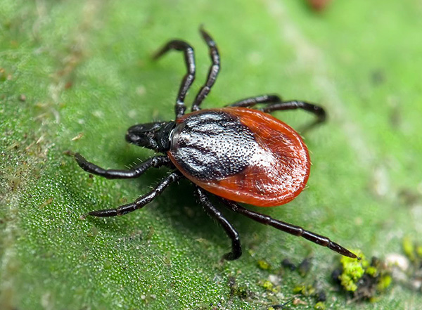 Tique du chien (Ixodes ricinus)