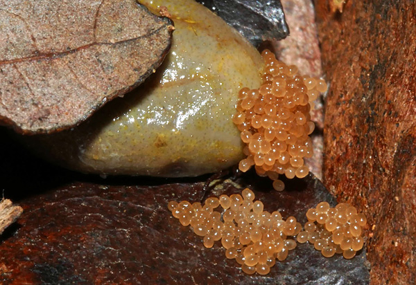 La ponte des tiques du chien