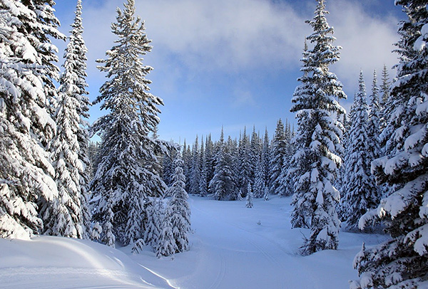 En hiver, les tiques tombent dans une sorte d'hibernation, au cours de laquelle les processus biochimiques de leur corps se déroulent extrêmement lentement.
