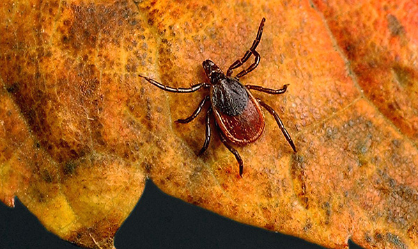 La température de l'air et les heures de clarté sont les facteurs les plus importants qui incitent la tique à commencer à chercher des lieux d'hivernage.