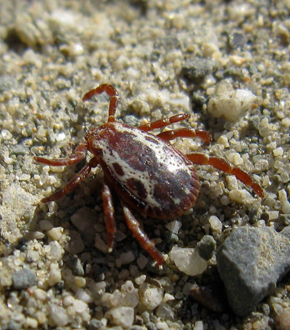 Les tiques vivant dans les latitudes septentrionales sont les plus adaptées aux basses températures.