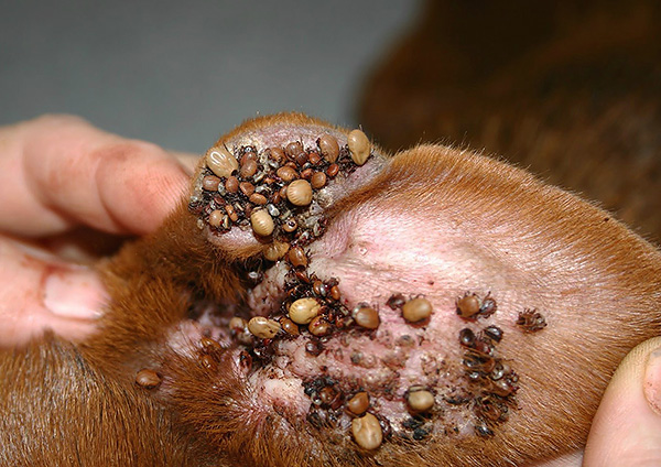 Beaucoup de tiques attachées à l'oreille du chien.