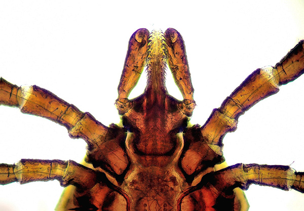 La photo montre des détails individuels de la structure de l'appareil buccal de la tique ixodide.