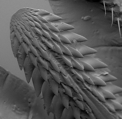 Dessous de l'hypostome.