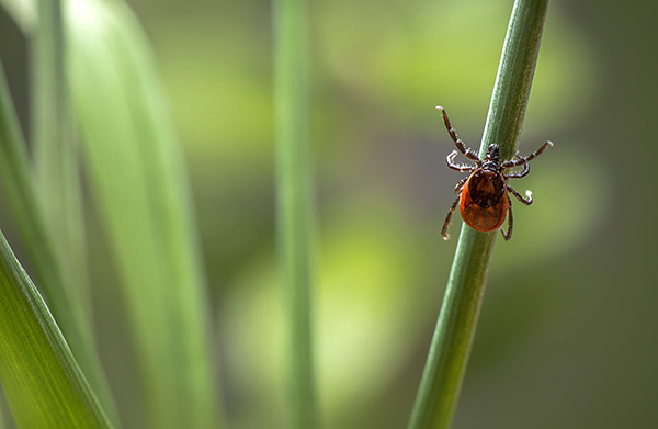 La tique guette sa proie, mettant en avant la première paire de membres pour mieux s'agripper à la laine ou aux vêtements.