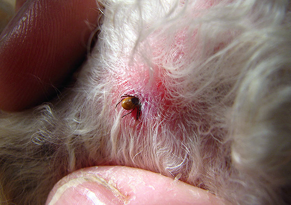 On dirait une tique en train de se saturer de sang...