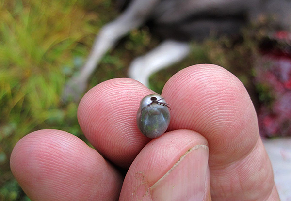 Une tique bien nourrie peut être 25 fois plus grosse qu'une tique affamée.