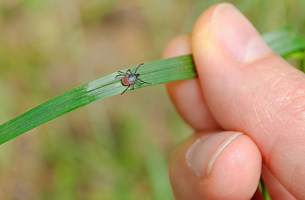 En présence de stimuli appropriés, le parasite est capable de se déplacer activement vers une source de nourriture potentielle.