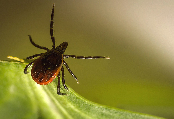 Dans cette position, la tique guette généralement la victime.