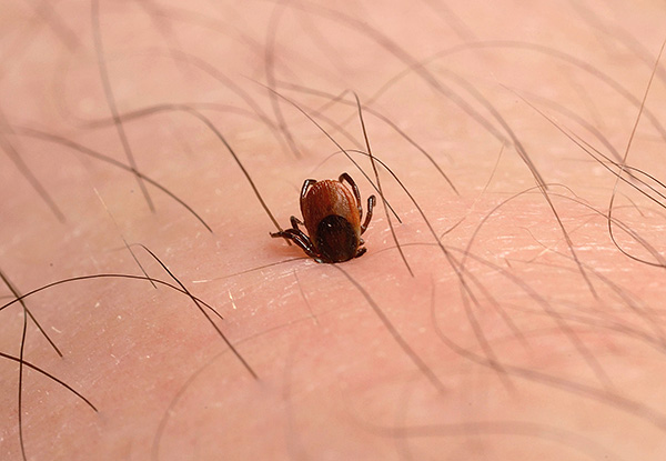 En se saturant de sang, la tique compense la perte de liquide et d'énergie dans son corps.