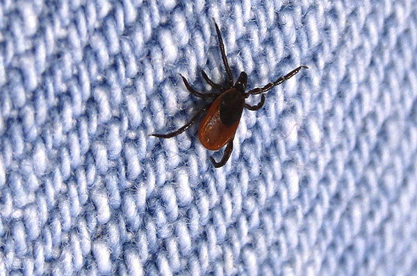 La tique s'accroche si fort aux vêtements qu'il ne sera pas si facile de la secouer.