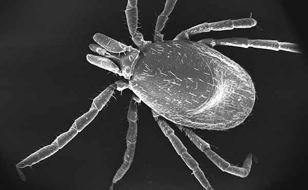 La photo montre que tout le corps de la tique est recouvert de petites pointes.