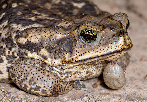 Les tiques parasitent souvent les amphibiens et restent viables même lorsqu'elles restent longtemps dans l'eau.