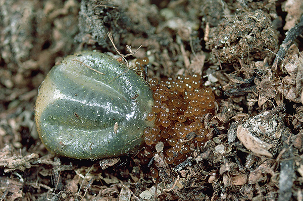 Une tique femelle rassasiée est capable de pondre plusieurs milliers d'œufs à la fois.