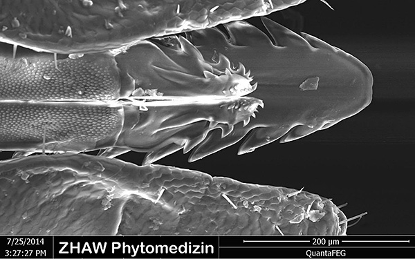 La photographie montre clairement la structure spécifique de l'appareil buccal de la tique ixodide.