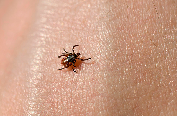 La tique ixodide est un ectoparasite obligatoire typique.