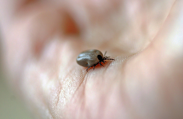 Les tiques ixodides sont des parasites temporaires et passent la majeure partie de leur vie en dehors du corps de l'hôte.