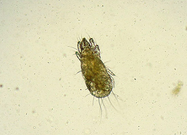 Acarien du fromage (Acarus siro)