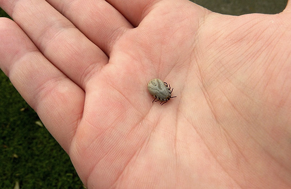 acarien suceur de sang