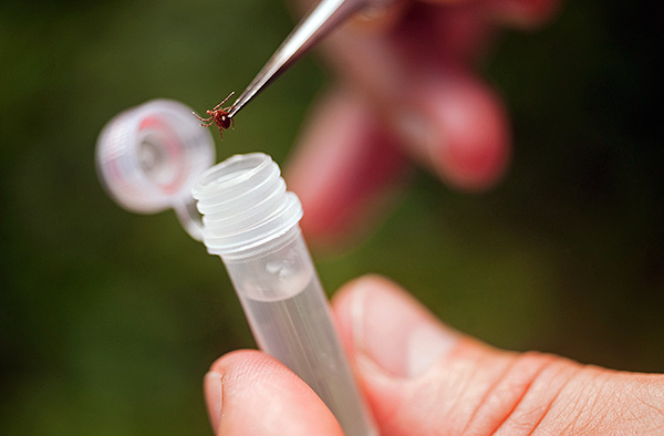 Vous pouvez prendre une tique pour analyse aujourd'hui dans n'importe quelle grande ville.