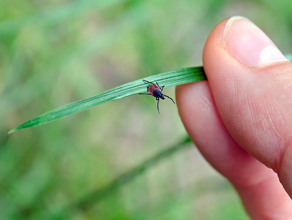 Nous découvrons quand la saison d'activité accrue des tiques commence et se termine en Russie ...