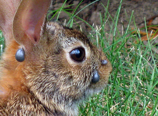 Les nymphes de tiques ixodides se nourrissent généralement de petits mammifères et d'oiseaux.