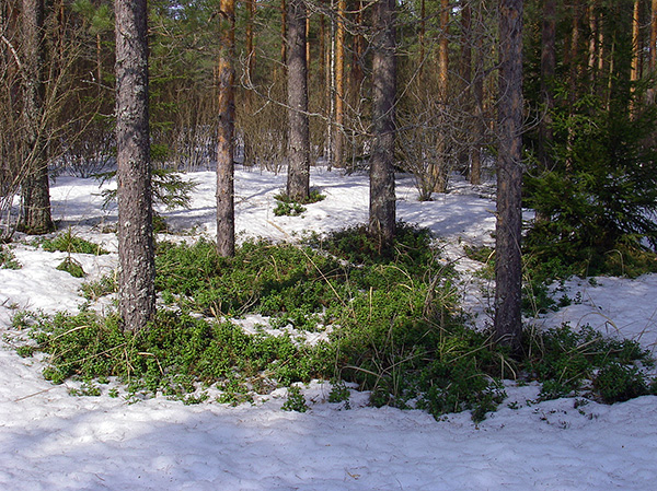 Lorsque la neige fond et que les premières plaques de dégel apparaissent dans la forêt, les tiques commencent déjà leur activité.