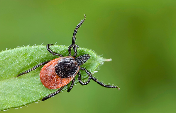 Sur les stades de développement (cycle de vie) des tiques ixodides...
