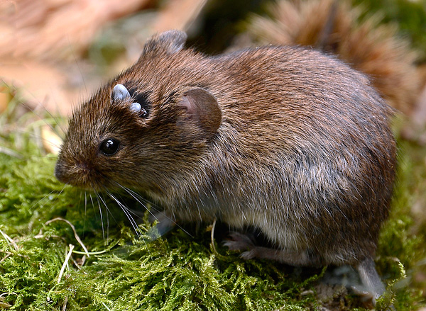 Les populations de petits rongeurs sur le territoire sont un facteur important dans le maintien du foyer de la borréliose et de l'encéphalite à tiques.