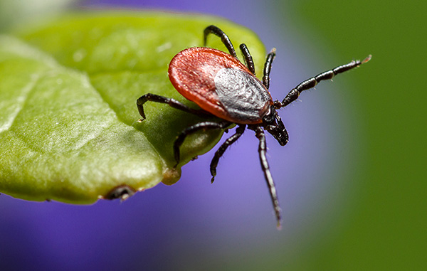 Le plus souvent, les tiques adultes attaquent une personne.