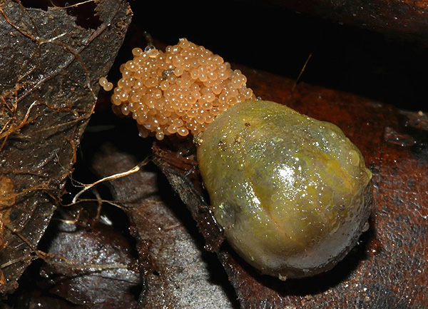 À un moment donné, la femelle est capable de pondre plusieurs milliers d'œufs, ce qui augmente les chances de reproduction du parasite.