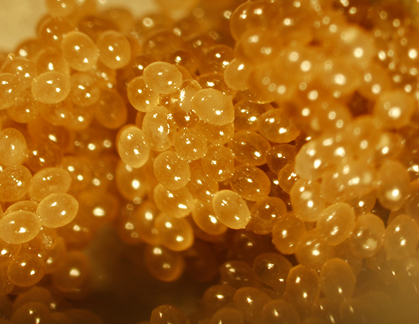 Dans chacun de ces œufs, une larve de parasite se forme progressivement.