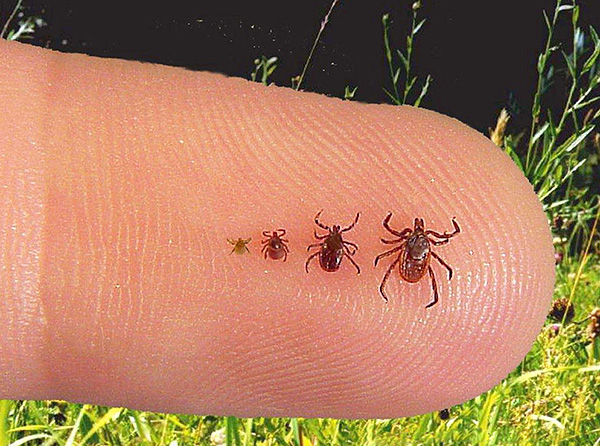 La nymphe, contrairement à la larve, a 4 paires de pattes et est beaucoup plus grande.