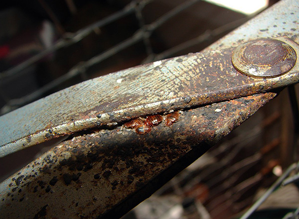 Nid de punaises de lit