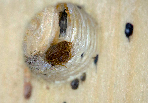 Du point de vue de la lutte contre les punaises de lit, Hector présente un certain nombre d'avantages par rapport aux insecticides classiques...