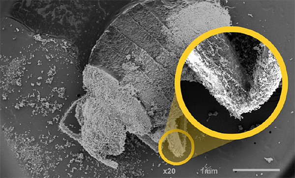 Le médicament Hector détruit les punaises de lit en raison de la déshydratation - les particules du médicament aspirent littéralement l'eau du corps du parasite.