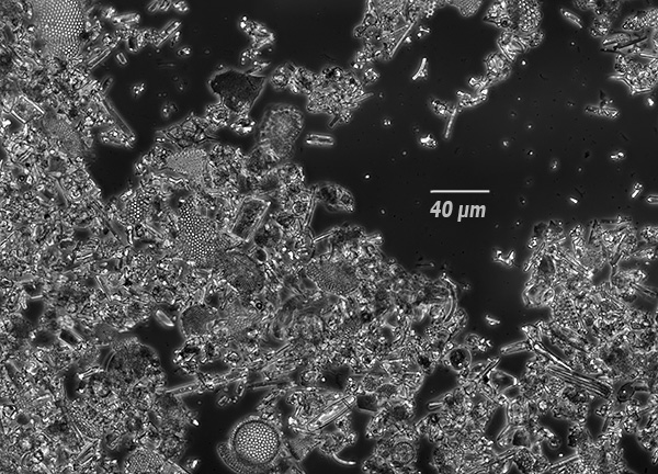 Voici à quoi ressemble la diatomite au microscope.