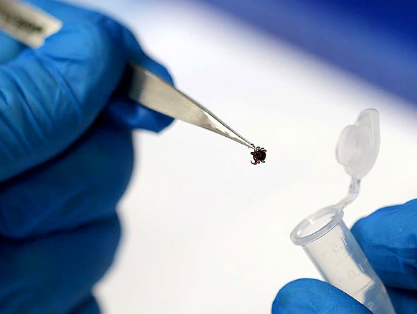 Même une partie du parasite peut être livrée pour analyse - s'il a été infecté, n'importe lequel de ses tissus permettra de le déterminer.