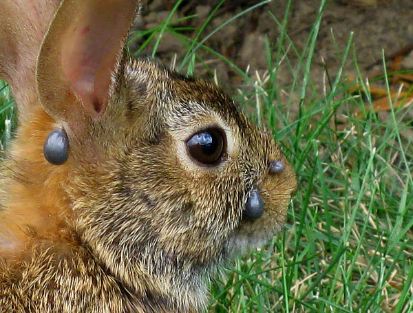 Pour la plupart, les tiques affamées s'accumulent le long des routes et des sentiers des animaux, où l'odeur d'urine et de sueur des victimes se fait sentir - ici, les parasites sont plus susceptibles d'attendre l'apparition d'une source de nourriture.